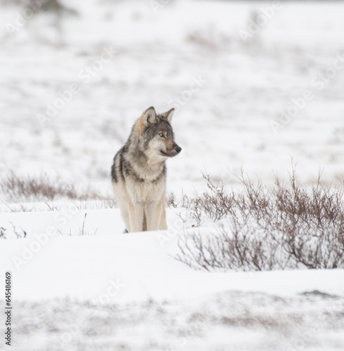 Grey Wolf in the Arctic