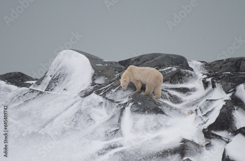 Polar bear on cliff