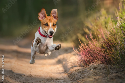 Szczeniak jack russel terrie w lesie latający skaczący © Agnieszka