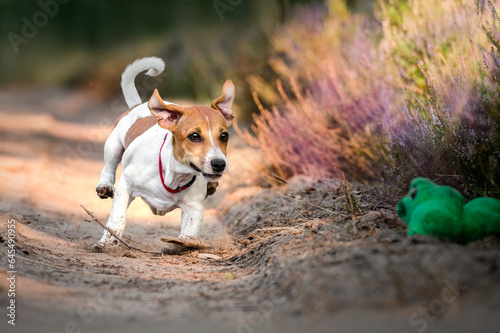 Wesoły szczeniak jack russel terrier biegający w lesie
