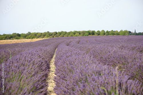Vast lavender fields in Valensole, Southern France