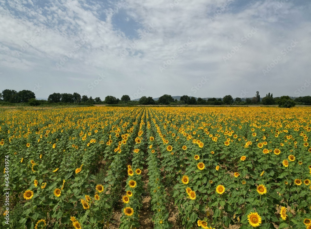 Vast sunflower fields in Valensole, Southern France