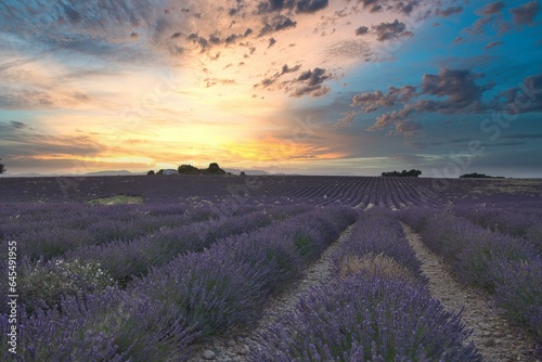 Evening view of vast lavender fields in Valensole region, Southern France, aerial view