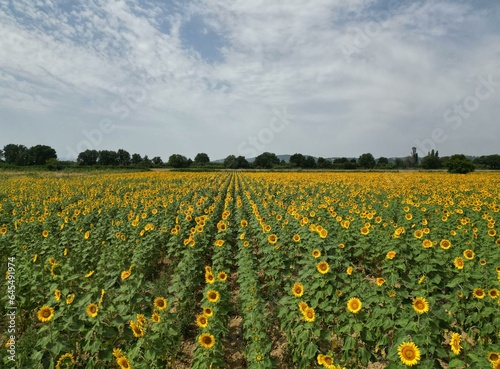 Vast sunflower fields in Valensole  Southern France