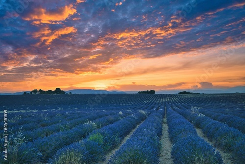Evening view of vast lavender fields in Valensole region, Southern France, aerial view