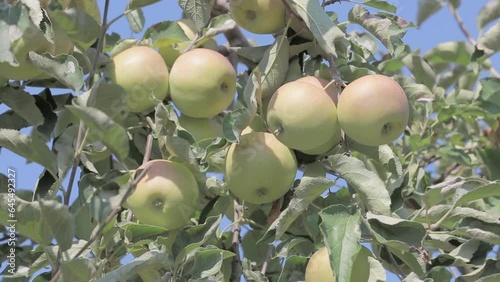 Golden Delicious Apples Ready for Harvest in Nasice photo