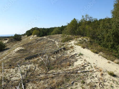 Billede på lærred forest and desert on the curonian spit, russia