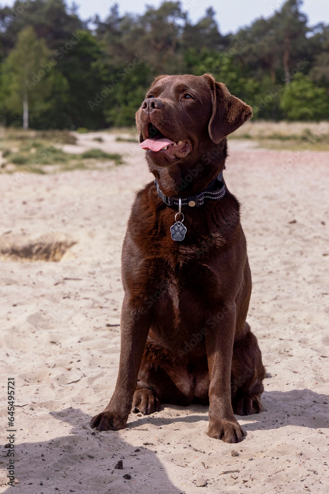 Brown labrador is waiting