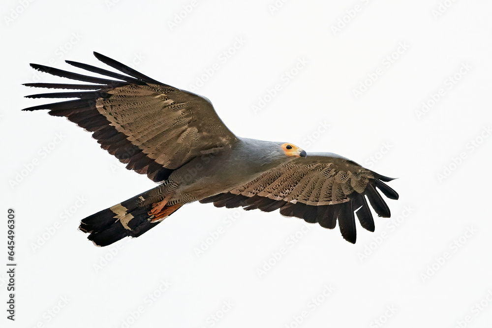 Obraz premium African harrier-hawk (Polyboroides typus)
