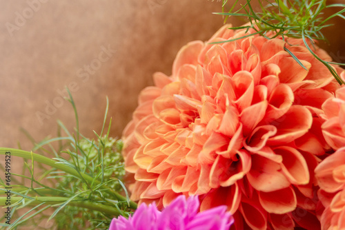 Large orange and pink dahlia flowers, Asteraceae family. Close-up. Blurred. Close-up detail of a dahlia flower.
