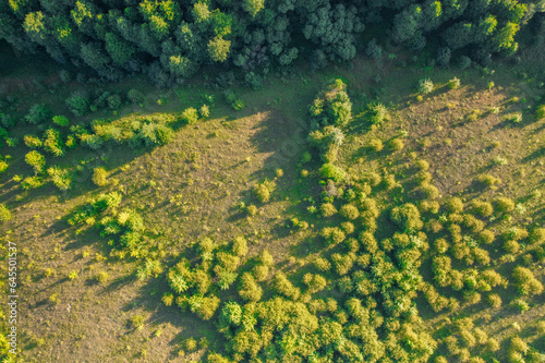 Canopy of Green: A Bird's-Eye View of the Summer Forest