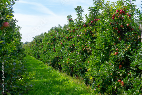 Harvesting time in fruit region of Netherlands, Betuwe, Gelderland, plantation of apple fruit trees in september, elstar, jonagold, ripe apples photo