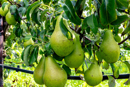 Green organic orchards with rows of Concorde pear trees with ripening fruits in Betuwe, Gelderland, Netherlands