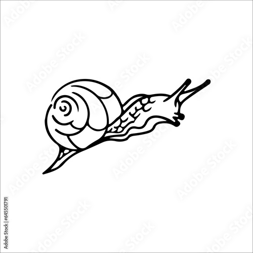 vector illustration of conch outline