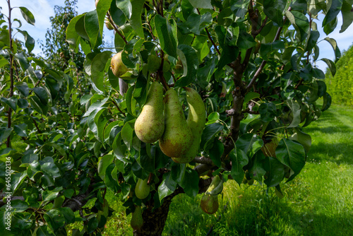 Green organic orchards with rows of Conference  pear trees with ripening fruits in Betuwe, Gelderland, Netherlands photo