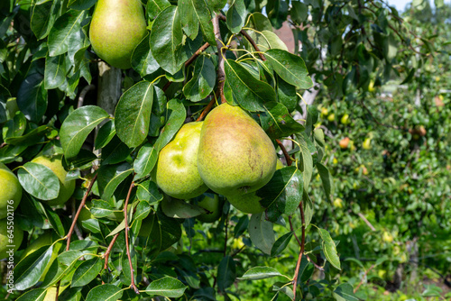 Green organic orchards with rows of Concorde pear trees with ripening fruits in Betuwe, Gelderland, Netherlands
