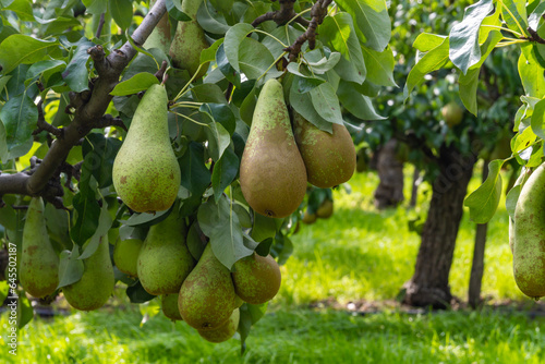 Green organic orchards with rows of Conference  pear trees with ripening fruits in Betuwe, Gelderland, Netherlands