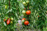 Vine of tomato plant with many big ripening  tomatoes vegetables in garden close up