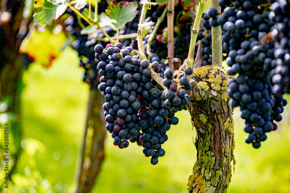 Wine making in Netherlands, ripe black red wine grape ready for harvest on Dutch vineyards in Betuwe, Gelderland