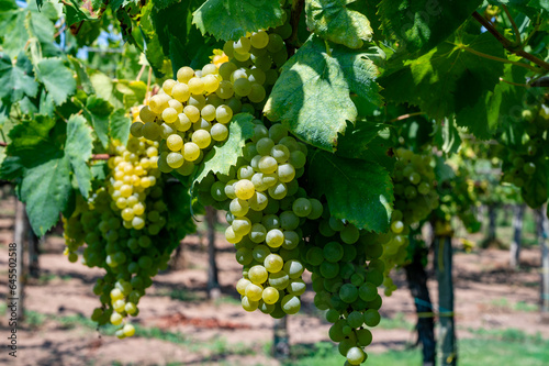 Wallpaper Mural Vineyard with growing white wine grapes in Lazio, Italy, chardonnay and malvasia grapes Torontodigital.ca