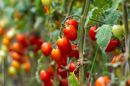 Growing of red salad or sauce tomatoes on greenhouse plantations in Fondi, Lazio, agriculture in Italy