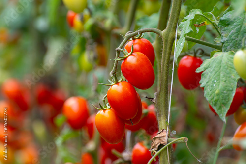 Growing of red salad or sauce tomatoes on greenhouse plantations in Fondi, Lazio, agriculture in Italy