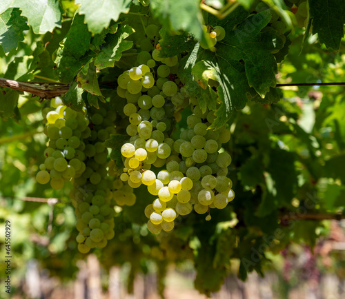 Wallpaper Mural Vineyard with growing white wine grapes in Lazio, Italy, chardonnay and malvasia grapes Torontodigital.ca