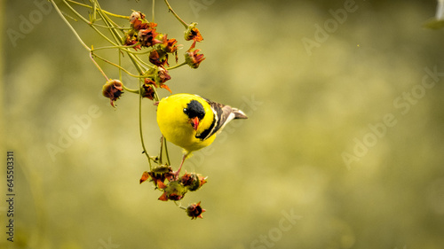 Goldfinch bird sitting on a flower branch with blurry background