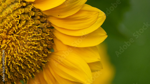 Close up of Sunflower