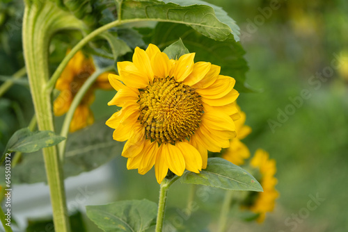 Yellow Sunflower in the garden