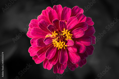Zinnia flower with black background