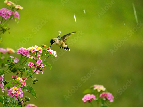 Hummingbird feeding on the flowers