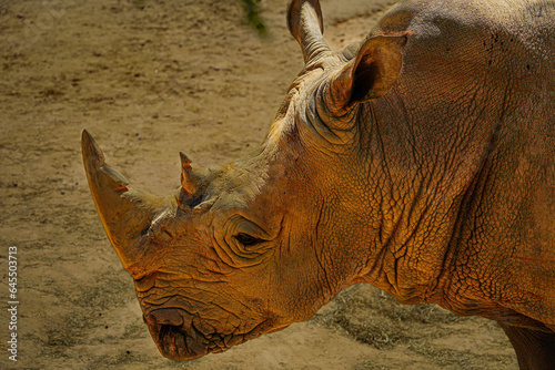 Close up of a Rhinoceros in the zoo