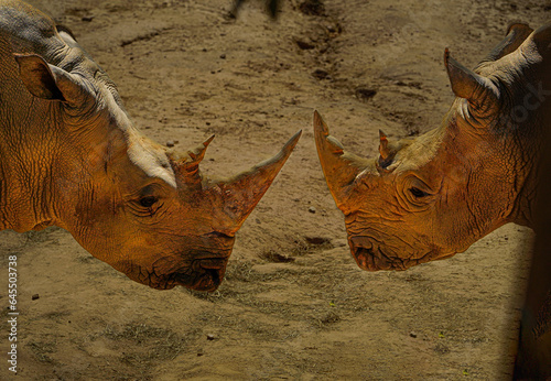 A pair of Rhinoceros in a zoo