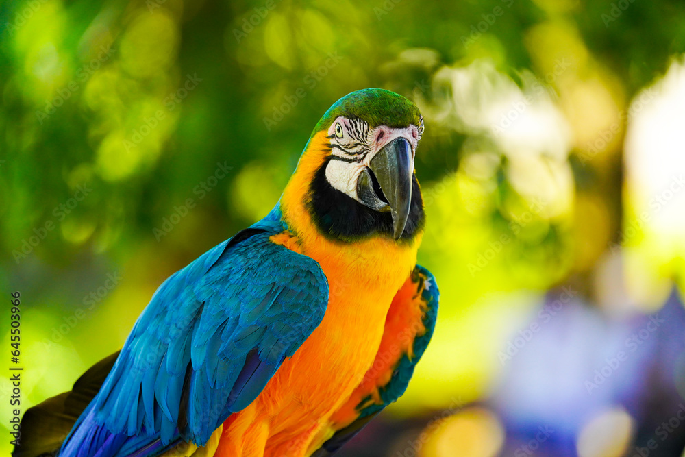 Blue and Yellow Macaw bird, closeup