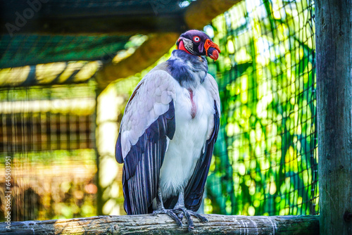 Portrait of Beautiful King ulture bird   photo