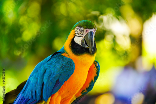 Blue and Yellow Macaw bird, closeup