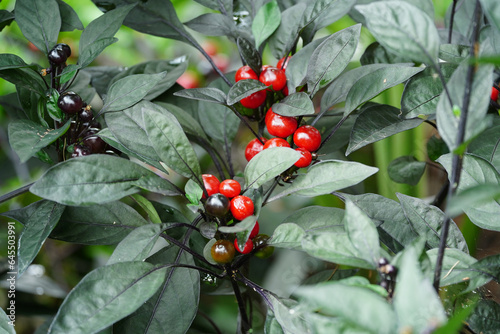 Ornamental black pearl Pepper