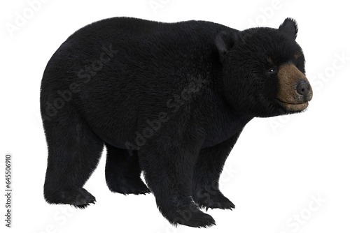 Black Bear Isolated on White © abramsdesign