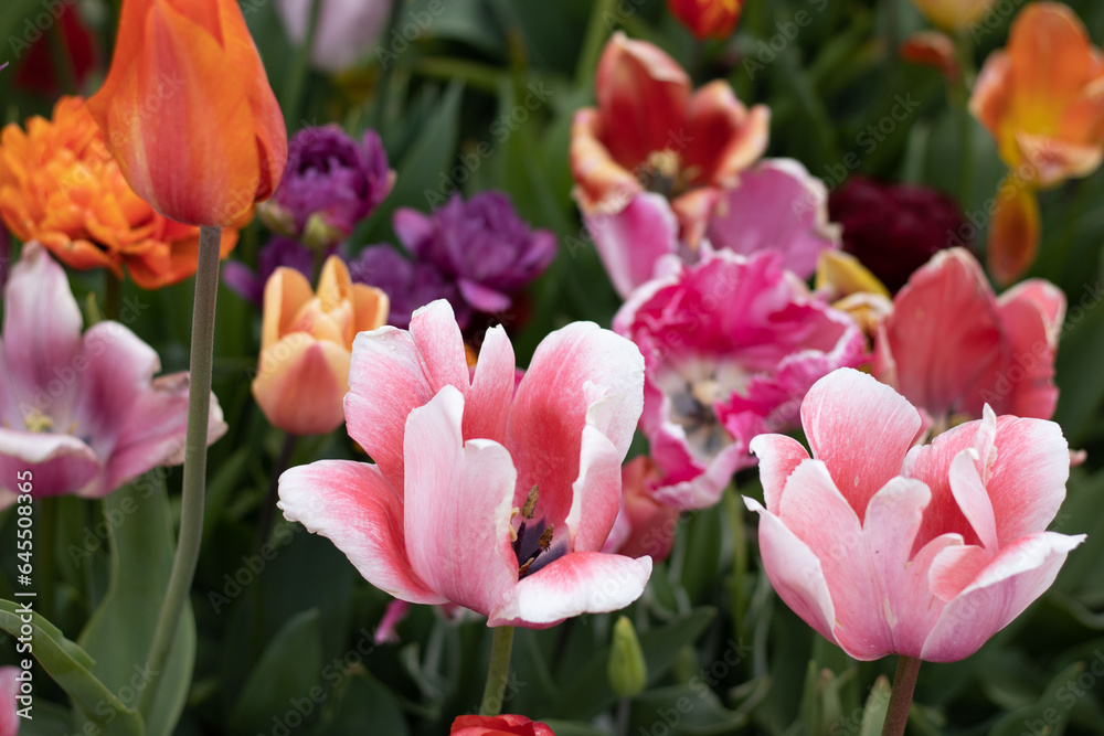 Fototapeta premium tulips in the nederlands