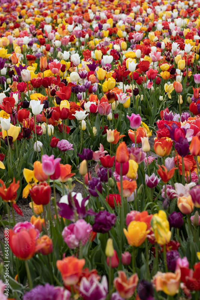 tulips in the nederlands