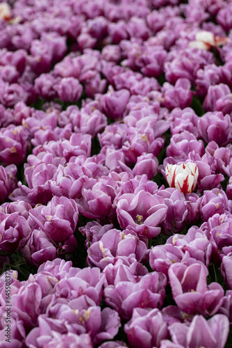 Fototapeta Naklejka Na Ścianę i Meble -  tulips in the nederlands