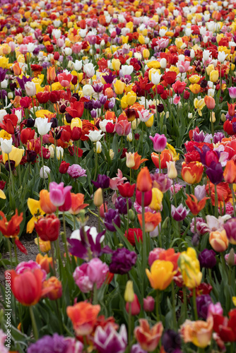 Fototapeta Naklejka Na Ścianę i Meble -  tulips in the nederlands
