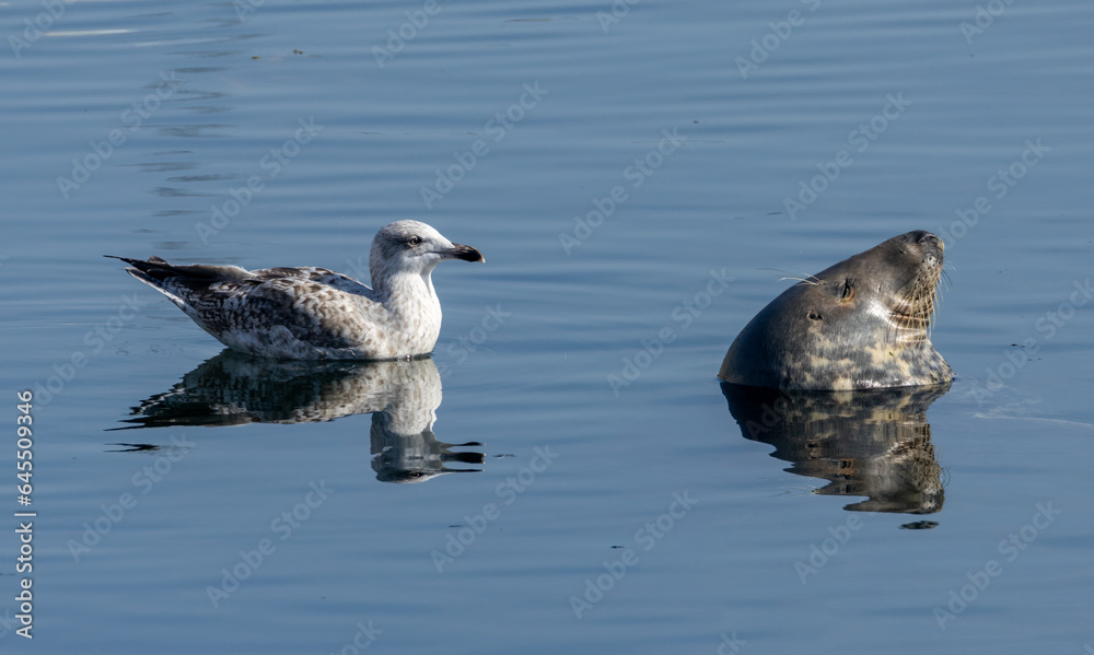 Sunbathing and sleeping seal in calm water enjoying the peace and quiet with a curious and annoying juvenile herring gull swimming around in the harbour Sunbathing and sleeping seal in calm water enjoying the peace and quiet with a curious and annoying juvenile herring gull swimming around in the harbour