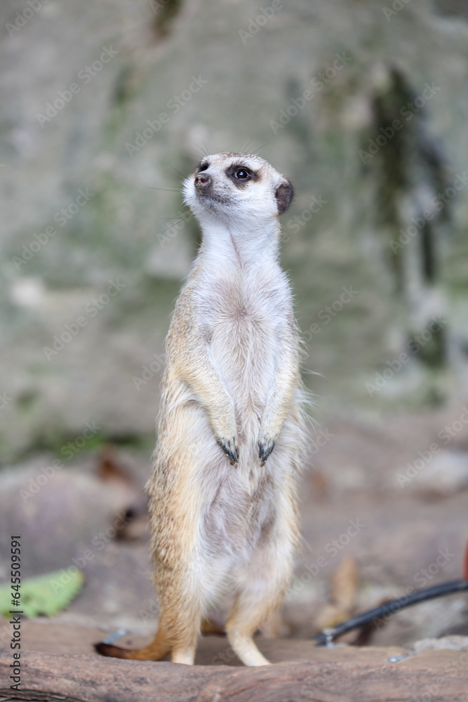 Fototapeta premium ミーアキャット