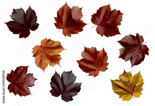 Set of realistic fall leaves isolated on transparent background. Design elements, clip art 