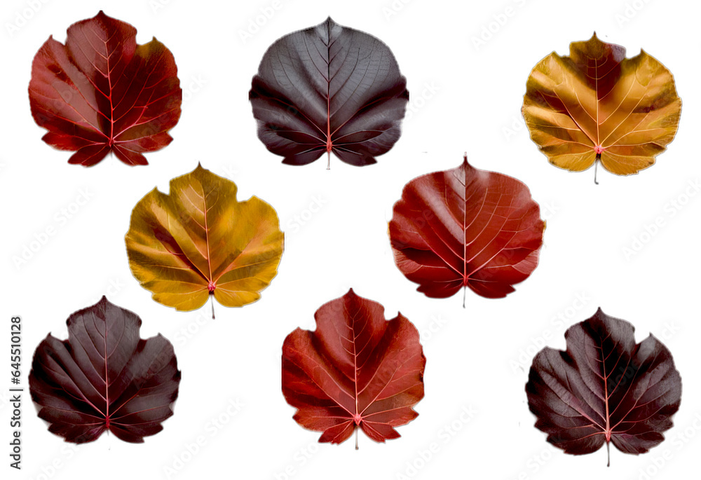 Obraz premium Set of realistic fall leaves isolated on transparent background. Design elements, clip art