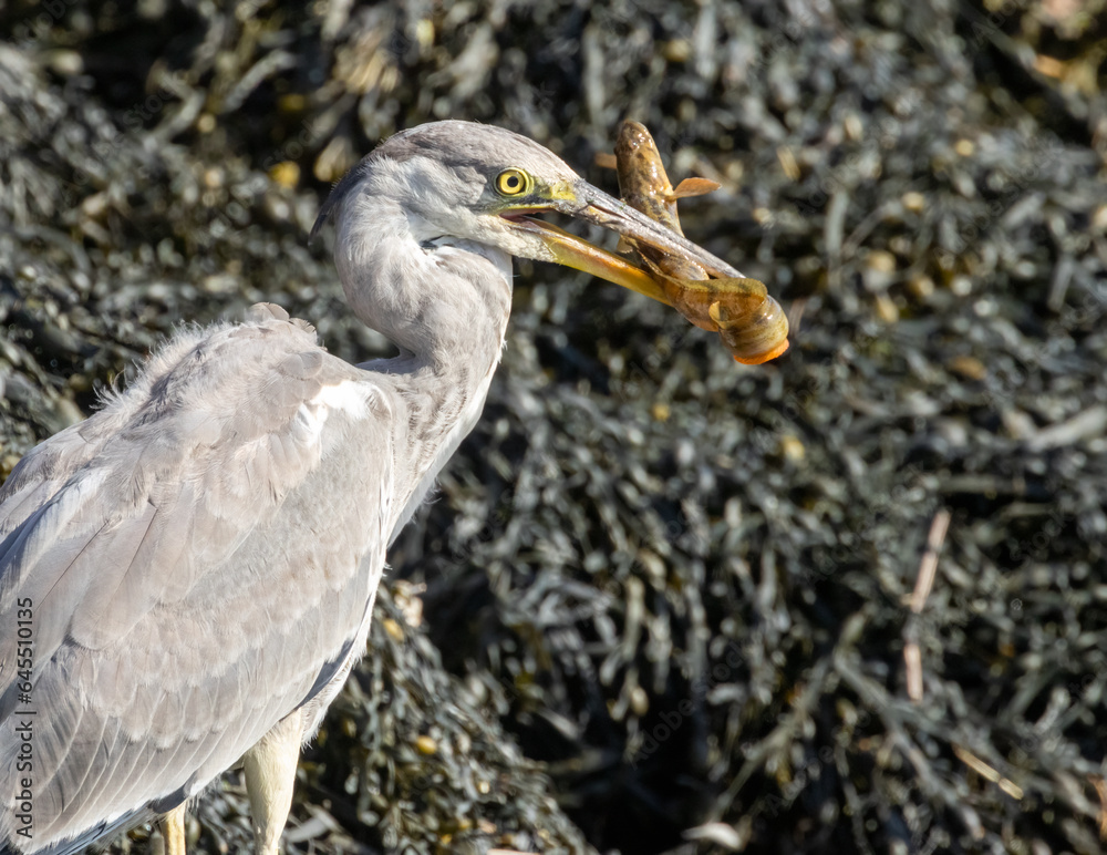 Obraz premium Juvenile grey heron catching a butterfish in its beak at the water's edge of a harbour 