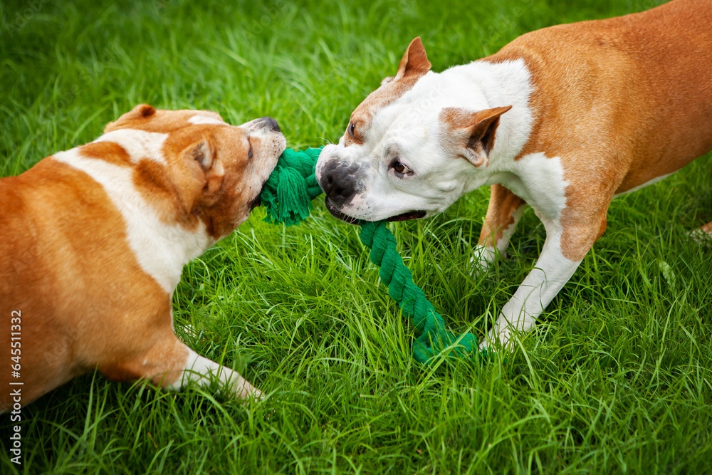 Two American Pit Bulldogs, brown and white, play on the lawn, pull the toy rope from each other, fight.