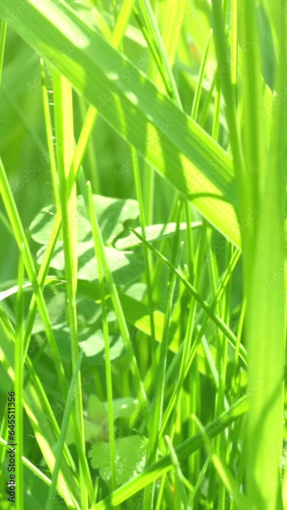 Close up of green grass vertical video Close up of green grass vertical video